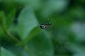 Frontinellina_frutetorum_D5190_Z_85_Les Gris_Frankrijk